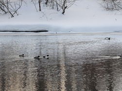 canards de la rivière Madawaska.