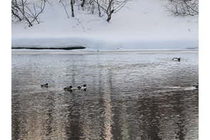 canards de la rivière Madawaska.